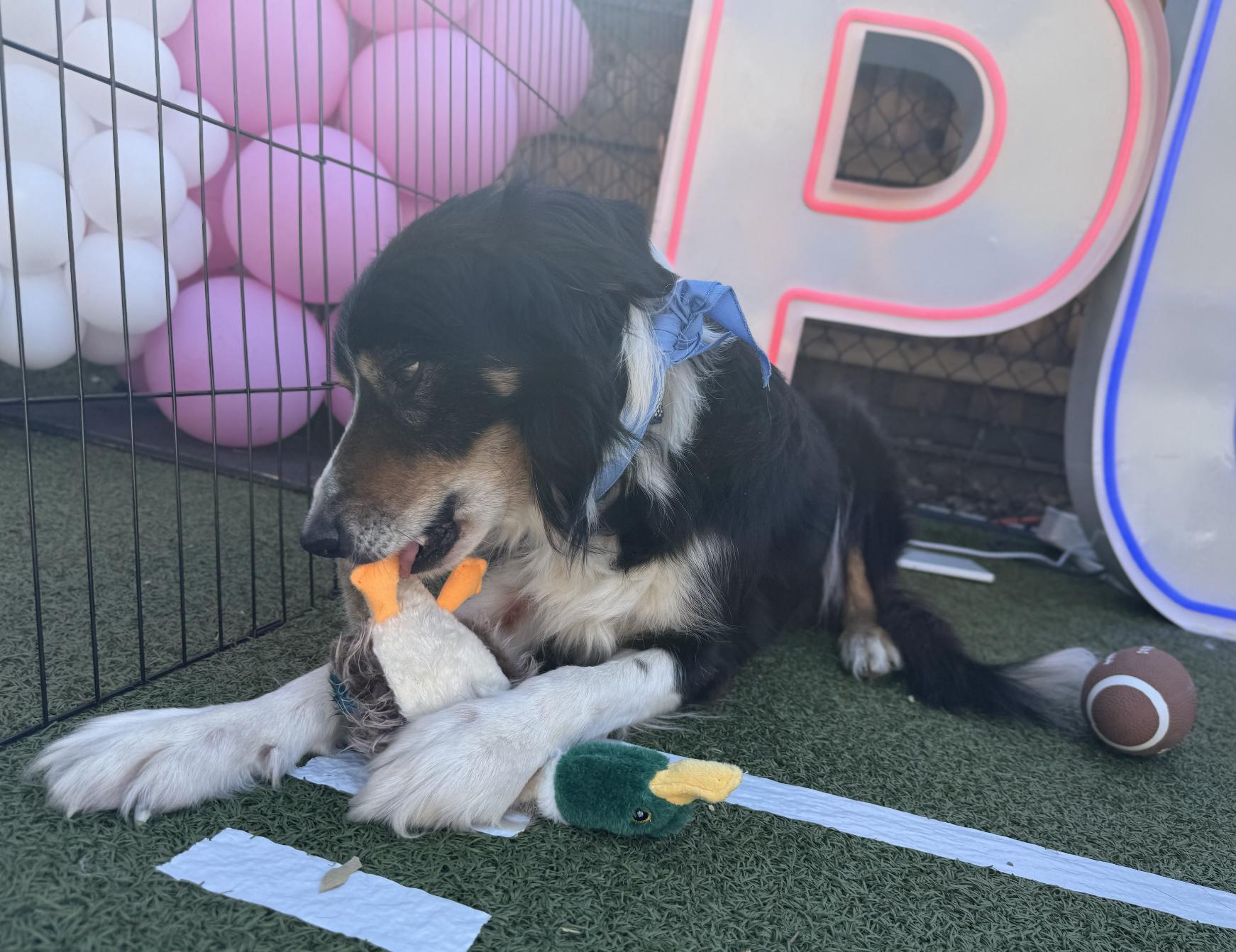 Enlarge Alvin Michael, a Adoptable Australian Shepherd in Arlington, TX image 2/6