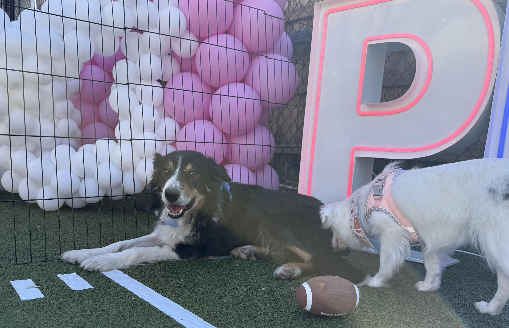 Enlarge Alvin Michael, a Adoptable Australian Shepherd in Arlington, TX image 3/6