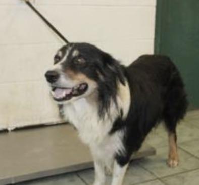 Enlarge Alvin Michael, a Adoptable Australian Shepherd in Arlington, TX image 5/6