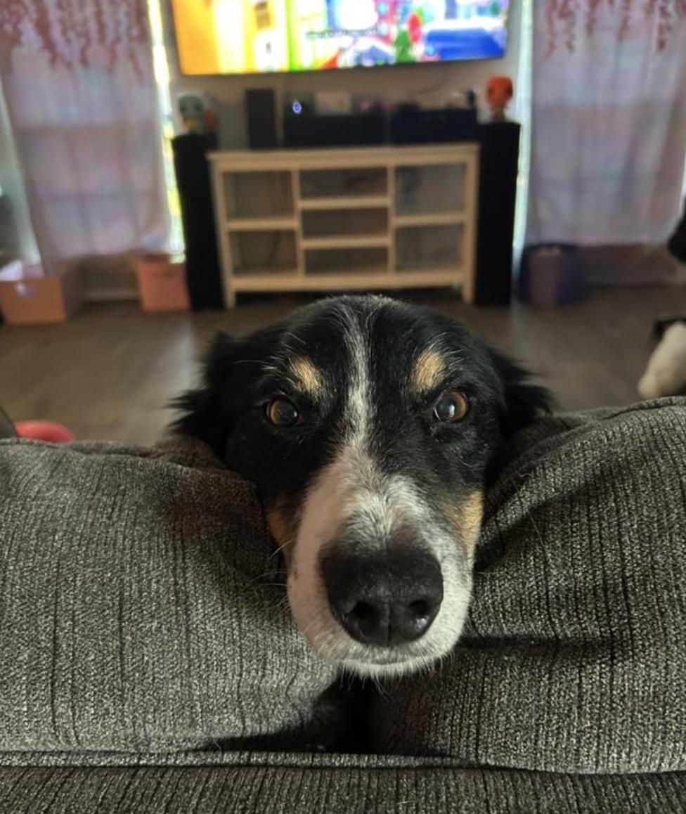 Enlarge Alvin Michael, a Adoptable Australian Shepherd in Arlington, TX image 6/6