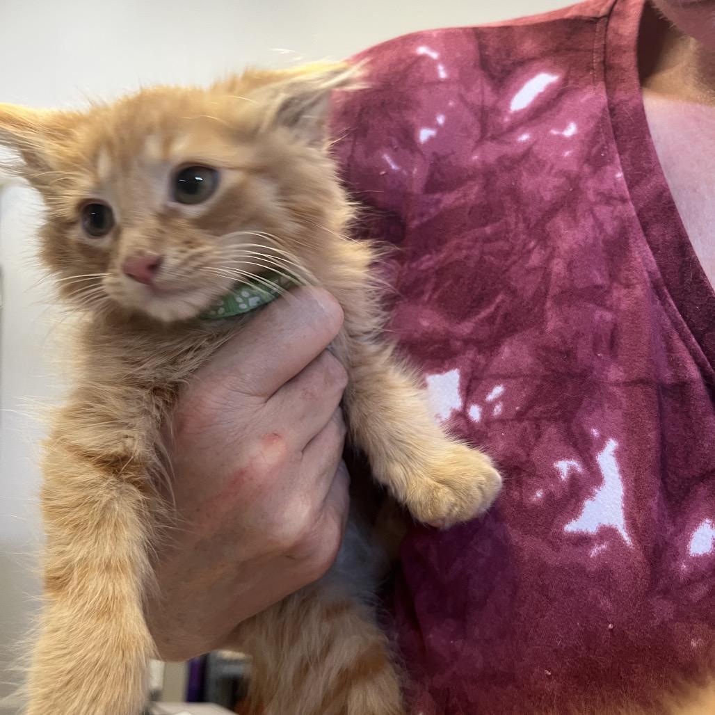 Milo, Adoptable, Kitten Male Domestic Long Hair.