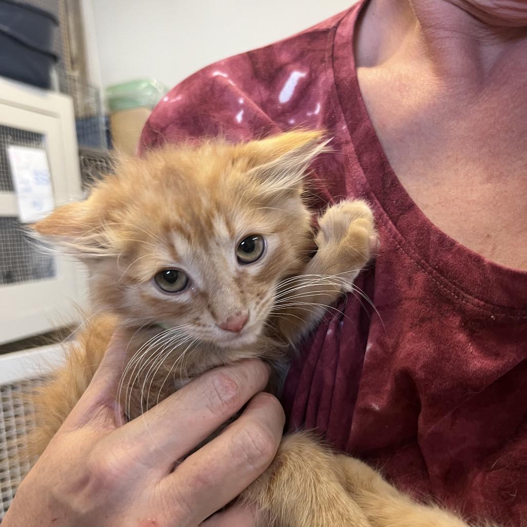 Enlarge Milo, a Adoptable Domestic Long Hair in Baker City, OR image 3/3