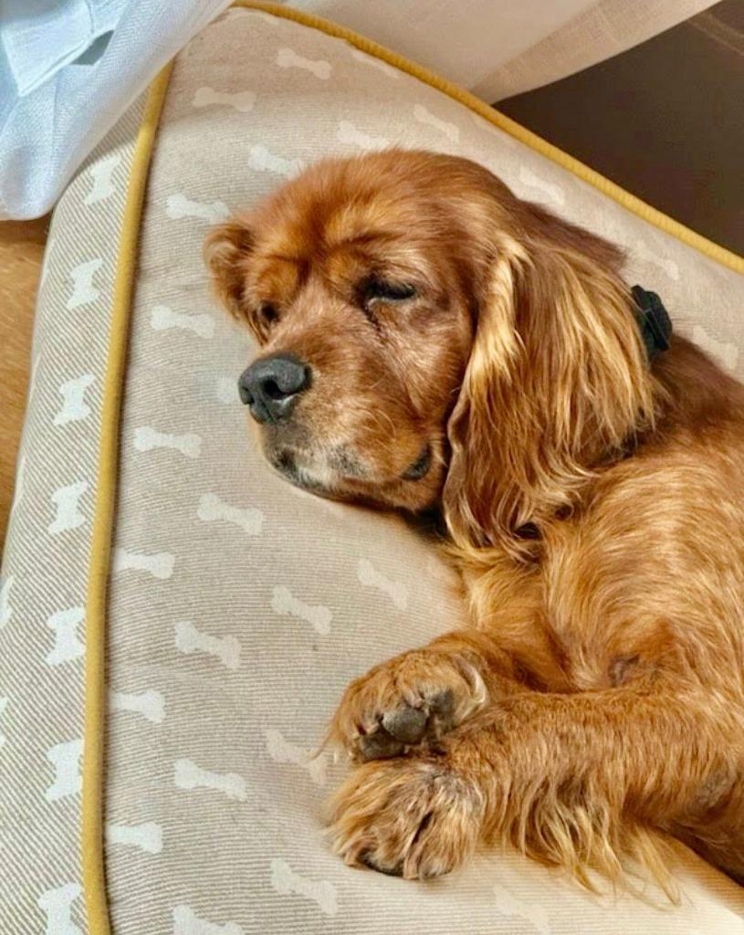 Enlarge Gossling, a Adoptable Cocker Spaniel in Austin, TX image 1/3