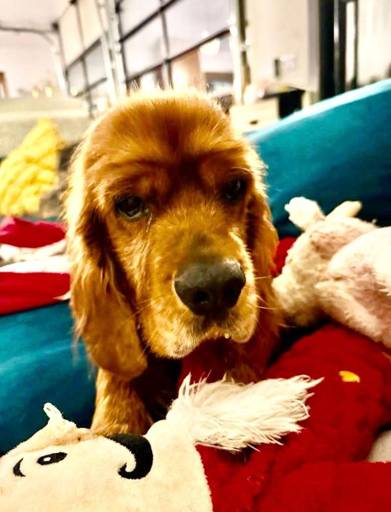 Enlarge Gossling, a Adoptable Cocker Spaniel in Austin, TX image 2/3
