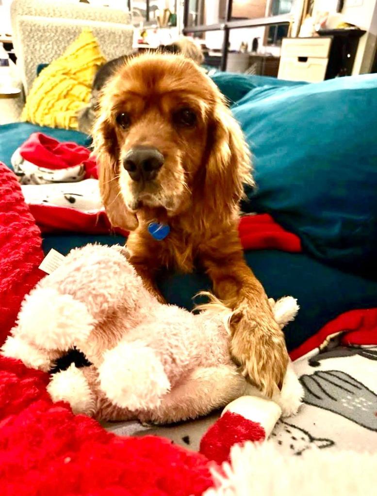 Enlarge Gossling, a Adoptable Cocker Spaniel in Austin, TX image 3/3