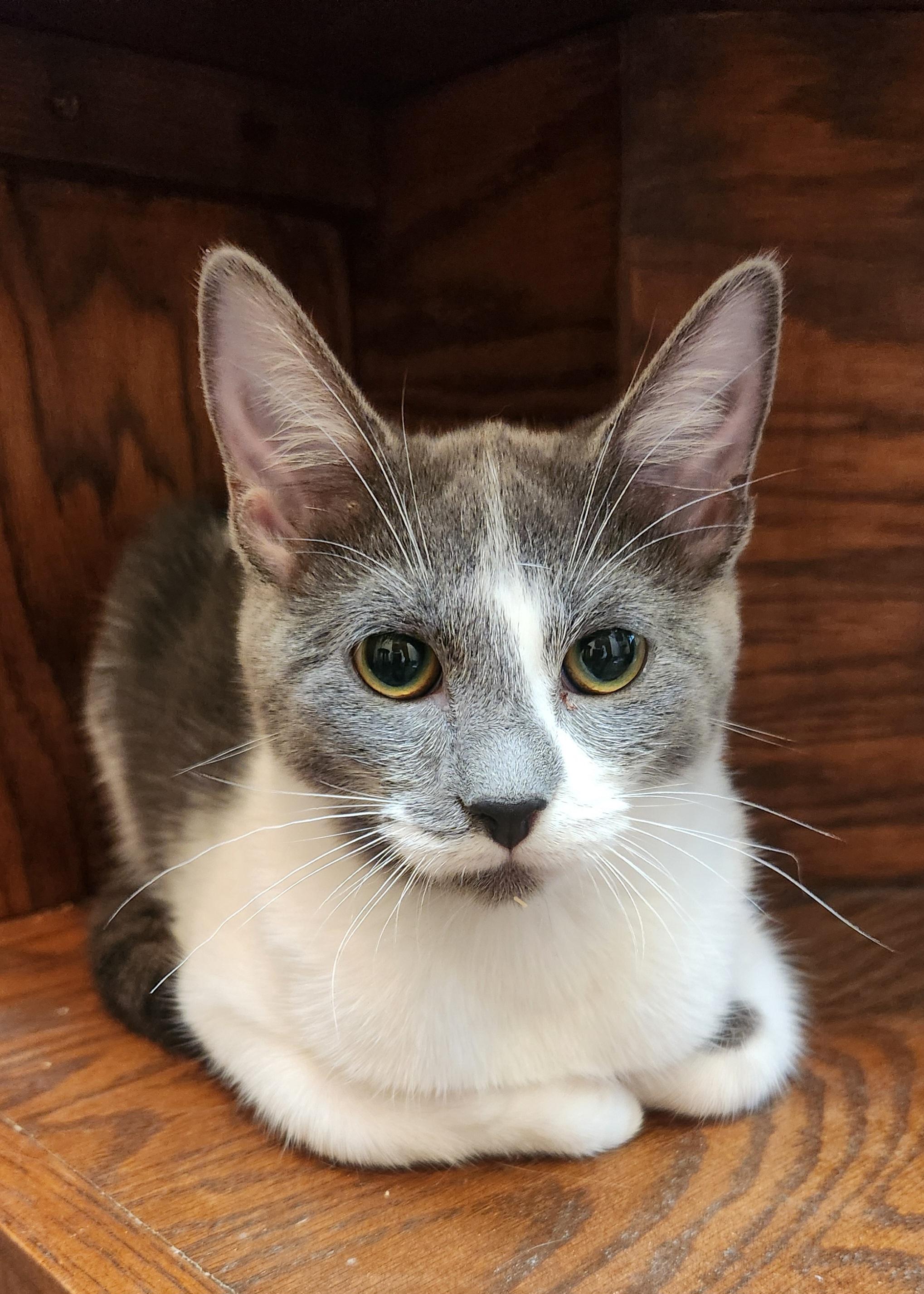 Sweep, Adoptable, Young Female Domestic Short Hair.