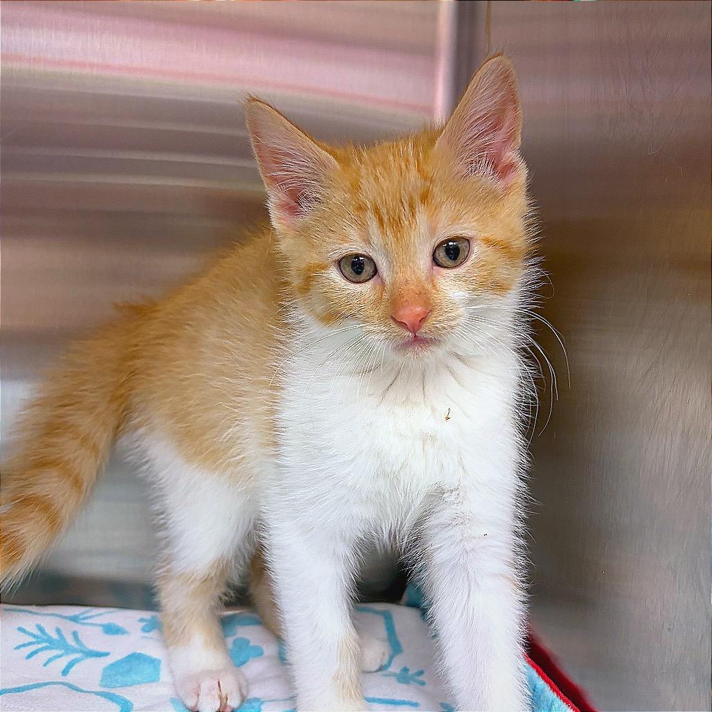CATaloupe, Adoptable, Kitten Male Domestic Short Hair.