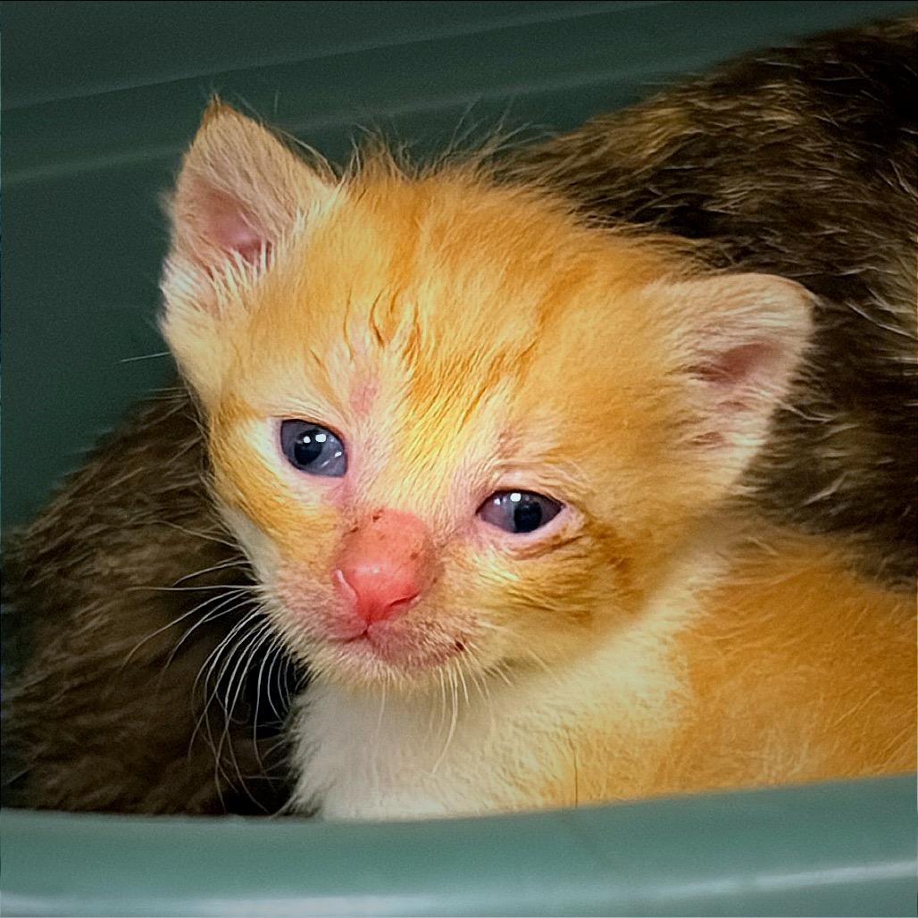 Enlarge CATaloupe, a Adoptable Domestic Short Hair in Hannibal, MO image 2/6