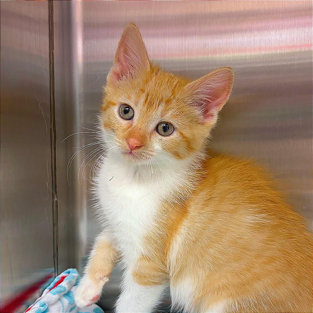 Enlarge CATaloupe, a Adoptable Domestic Short Hair in Hannibal, MO image 3/6