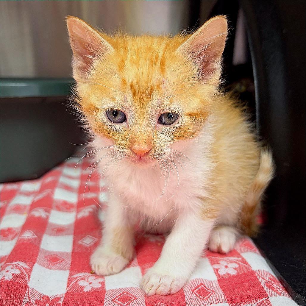 Enlarge CATaloupe, a Adoptable Domestic Short Hair in Hannibal, MO image 4/6