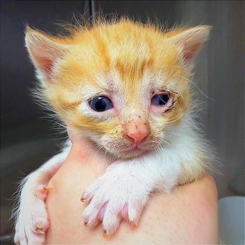 Enlarge CATaloupe, a Adoptable Domestic Short Hair in Hannibal, MO image 5/6