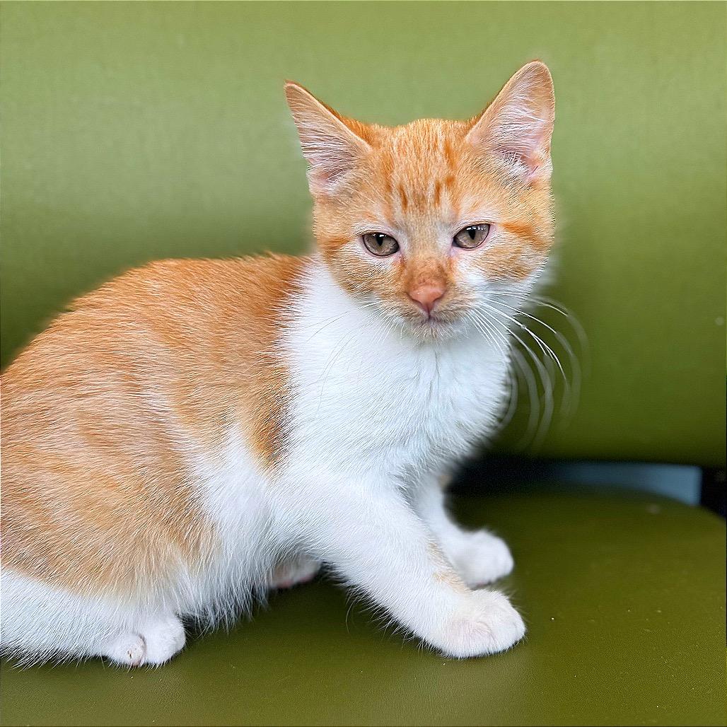 Enlarge CATaloupe, a Adoptable Domestic Short Hair in Hannibal, MO image 6/6