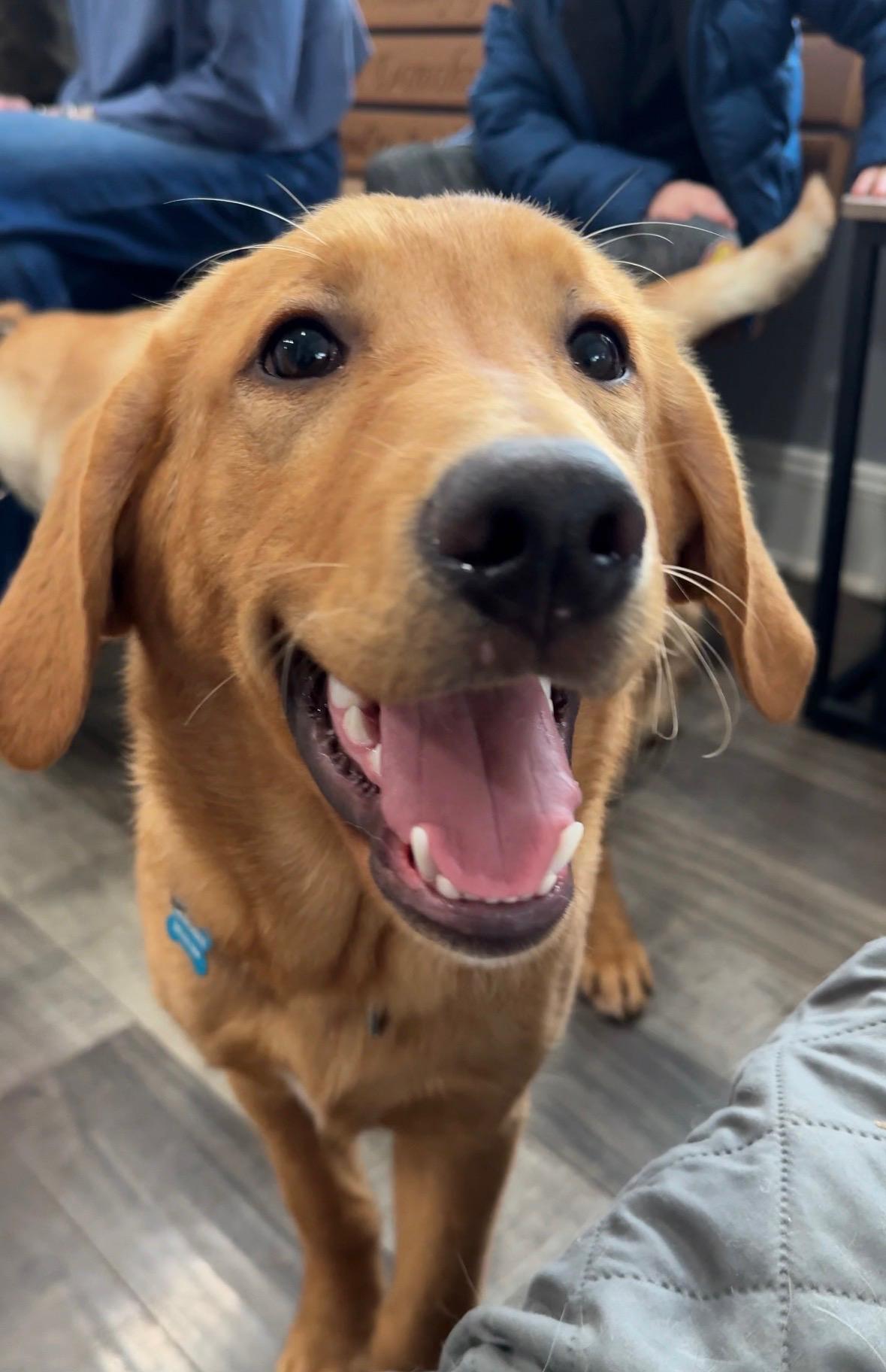 Vinny, ADOPTABLE, Puppy Male Golden Retriever & German Shepherd Dog.
