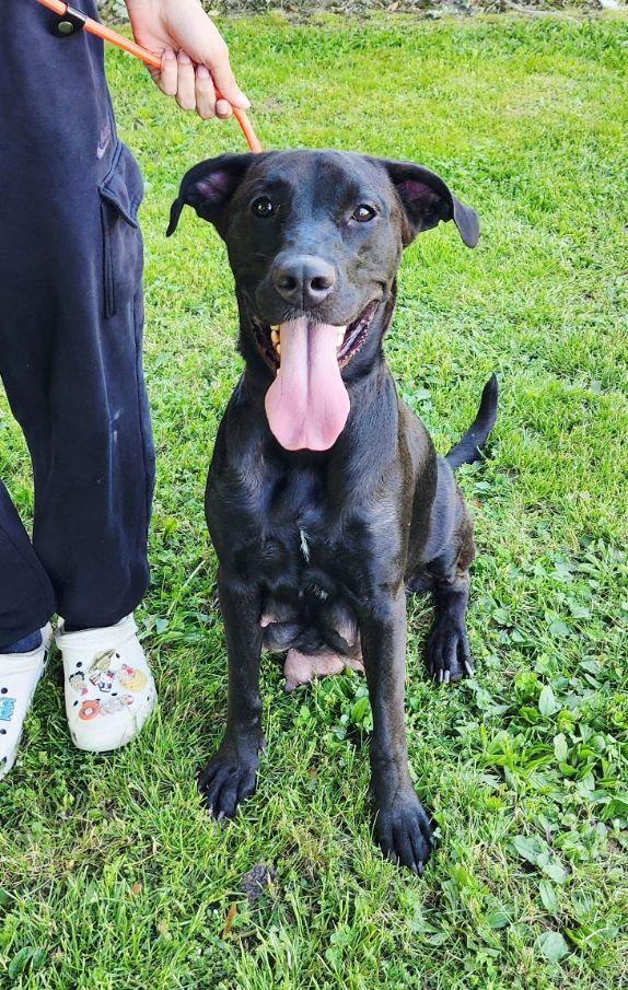 Tonya, ADOPTABLE, Young Female Black Labrador Retriever.