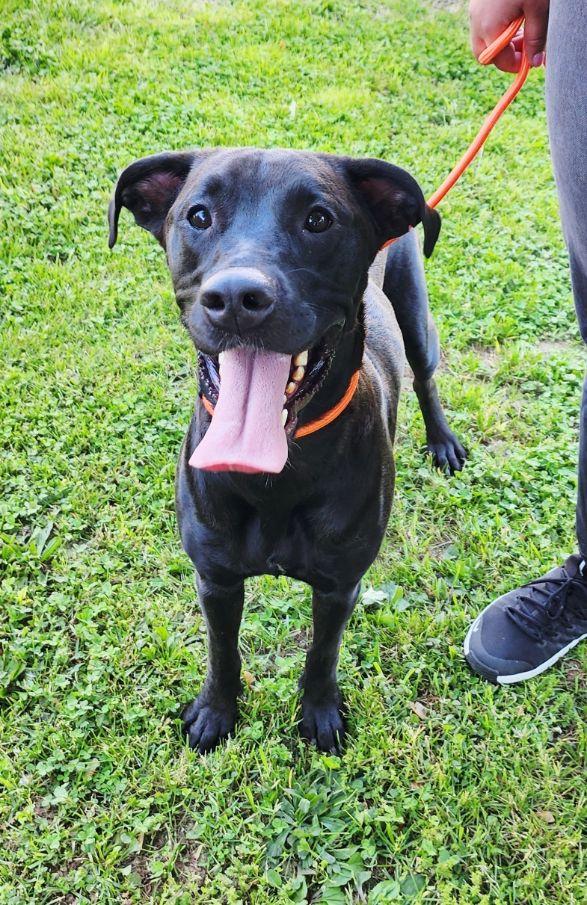 Enlarge Tonya, a ADOPTABLE mixed breed in Perth Amboy, NJ image 4/5