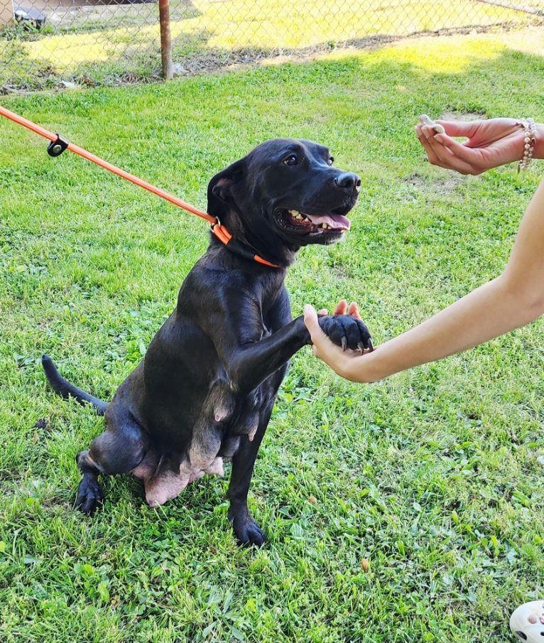 Enlarge Tonya, a ADOPTABLE mixed breed in Perth Amboy, NJ image 3/5