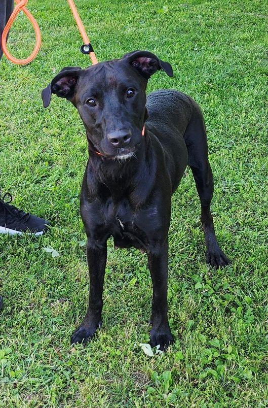 Enlarge Tonya, a ADOPTABLE mixed breed in Perth Amboy, NJ image 5/5
