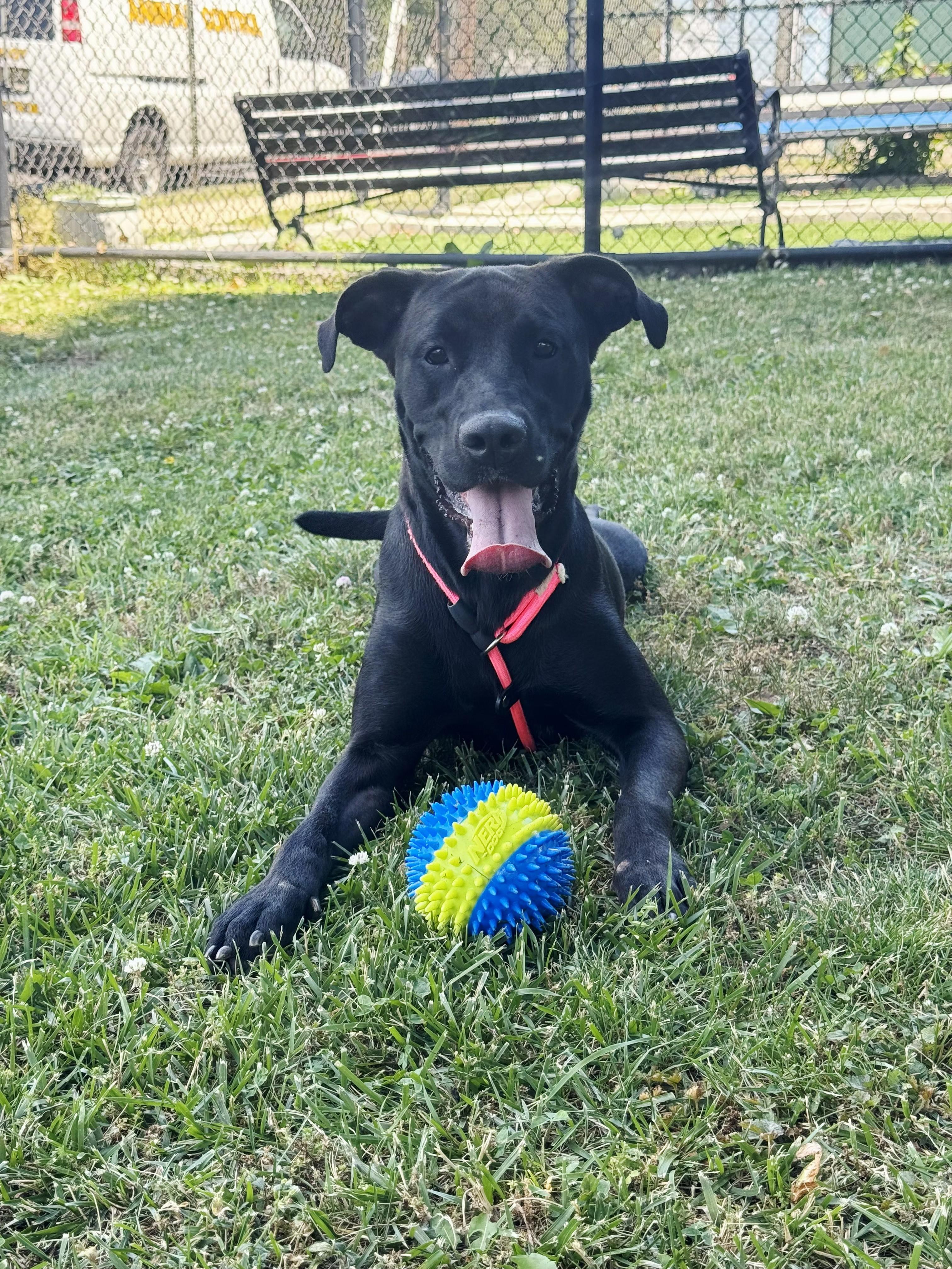 Enlarge Tonya, a ADOPTABLE mixed breed in Perth Amboy, NJ image 2/6