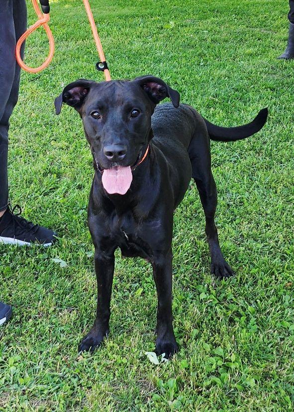 Enlarge Tonya, a ADOPTABLE mixed breed in Perth Amboy, NJ image 2/5