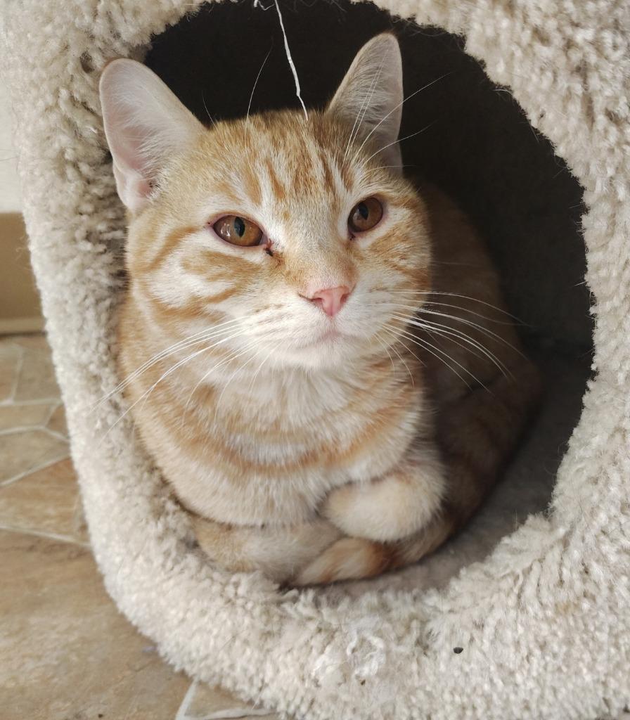 Tweety Bird, Adopted, Young Male Domestic Short Hair.