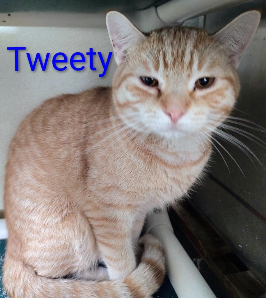 Enlarge Tweety Bird, a Adopted mixed breed in Mena, AR image 2/3