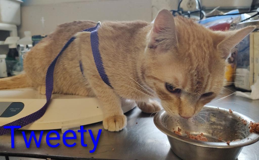 Enlarge Tweety Bird, a Adopted mixed breed in Mena, AR image 3/3