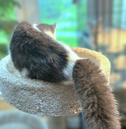 AWESOME AMARETTO!, a Adoptable mixed breed in Danbury, CT image 6/6