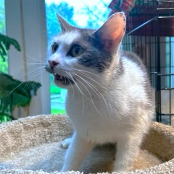 AWESOME AMARETTO!, a Adoptable mixed breed in Danbury, CT image 5/6