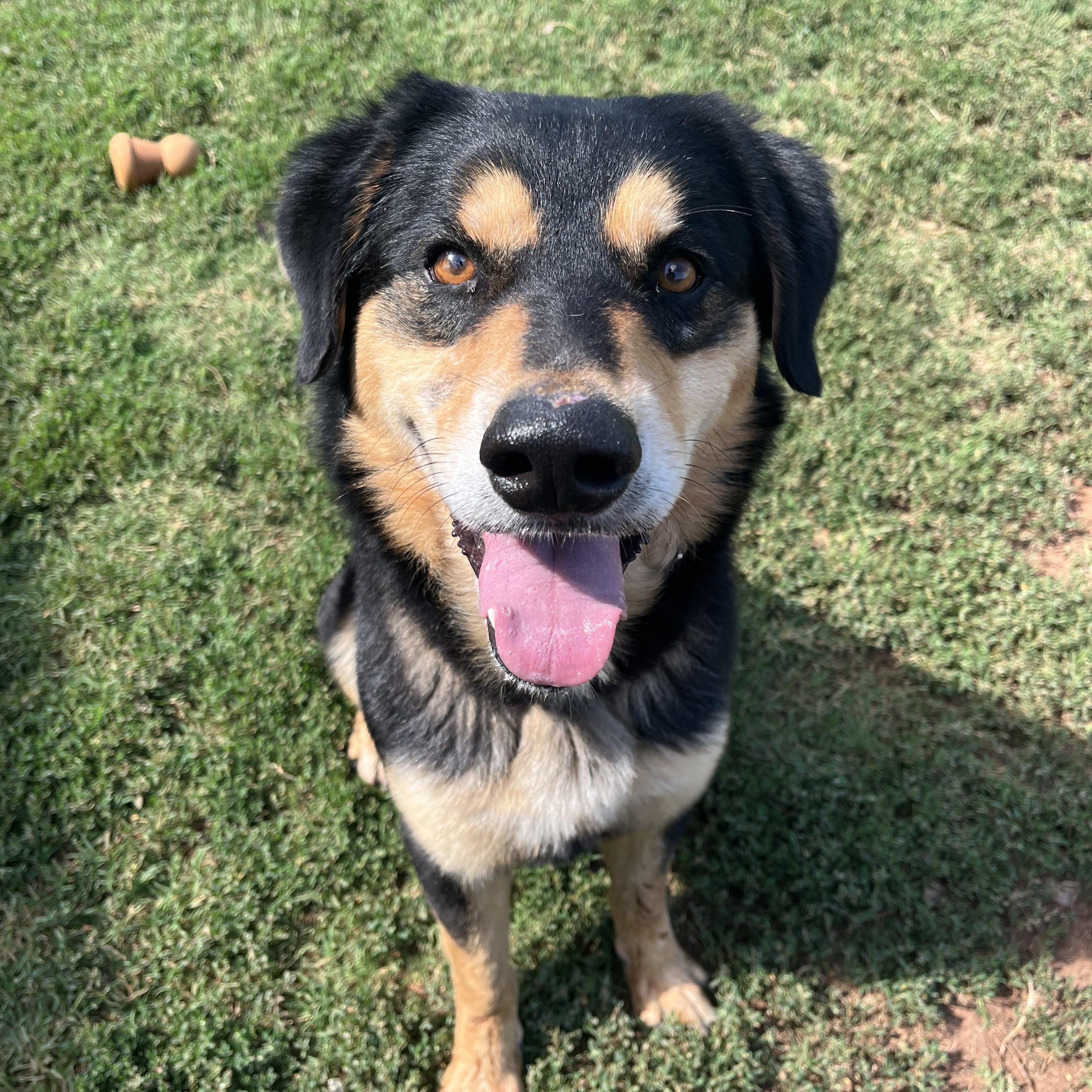 Remi, a ADOPTABLE Mixed Breed in Chickasha, OK image 1/3