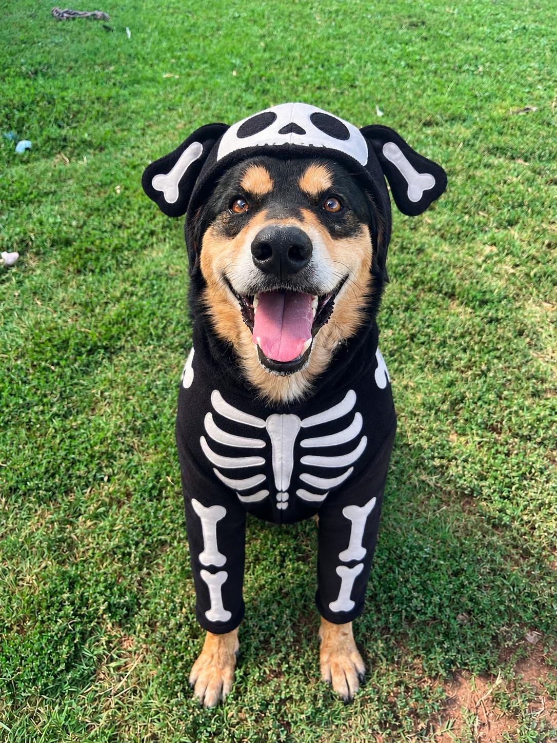 Remi, Adoptable, Adult Male Mixed Breed.