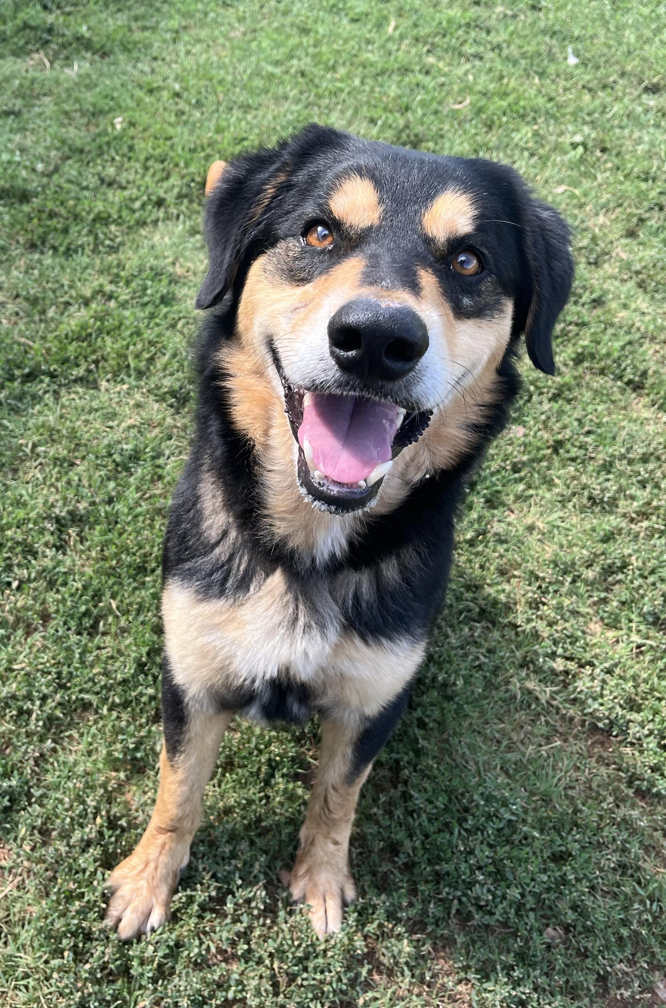 Remi, a ADOPTABLE Mixed Breed in Chickasha, OK image 2/3