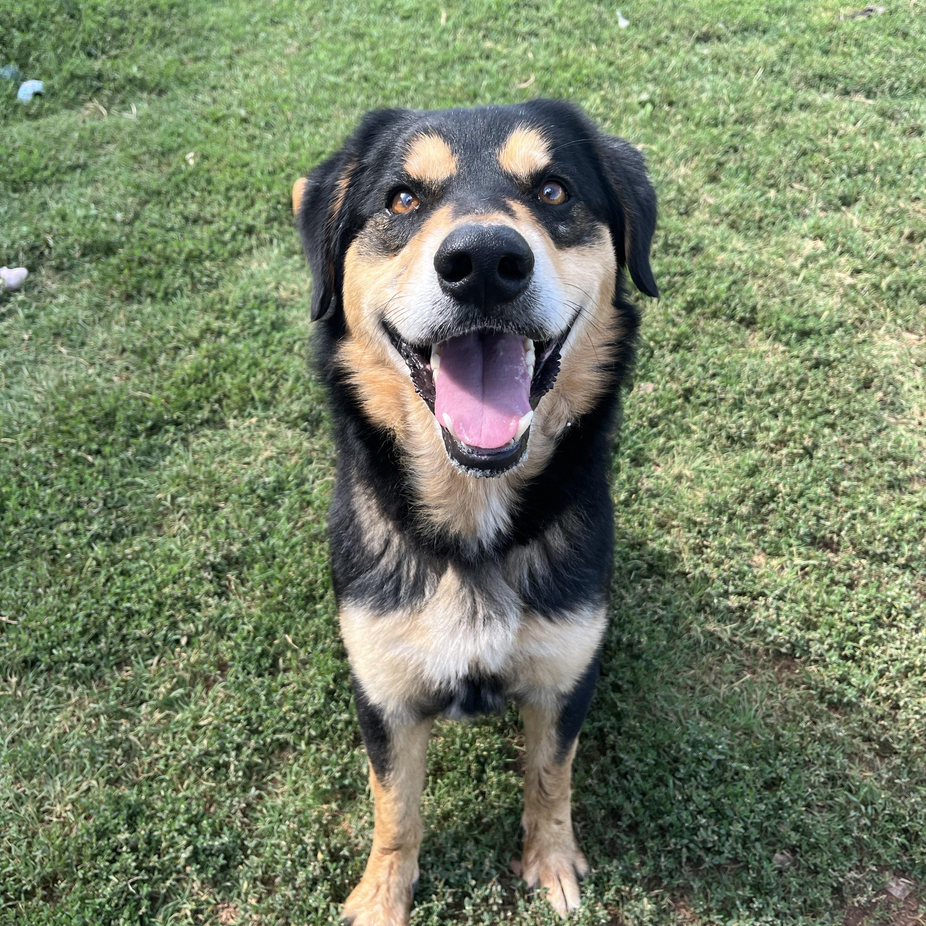 Remi, a ADOPTABLE Mixed Breed in Chickasha, OK image 3/3