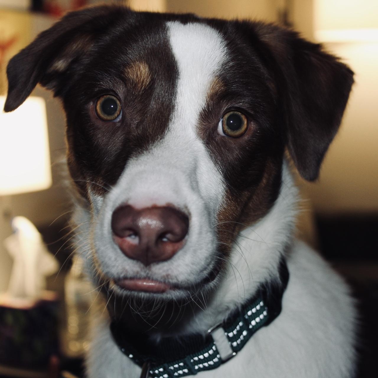 Tobi - COURTESY LISTING, a ADOPTABLE mixed breed in Denver, CO image 4/5