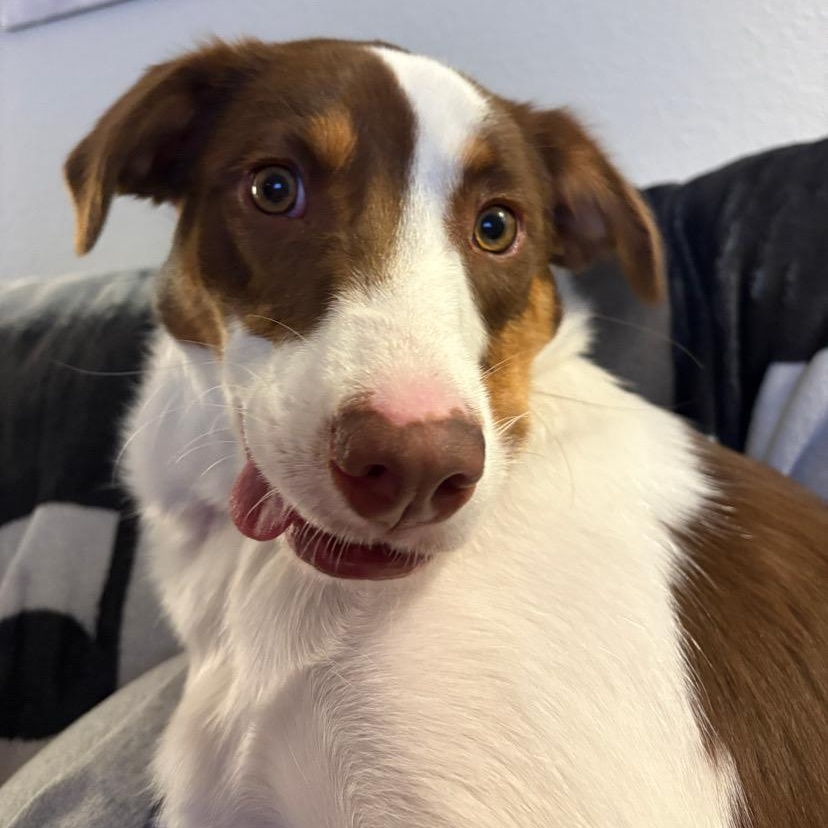 Tobi - COURTESY LISTING, a ADOPTABLE mixed breed in Denver, CO image 2/5