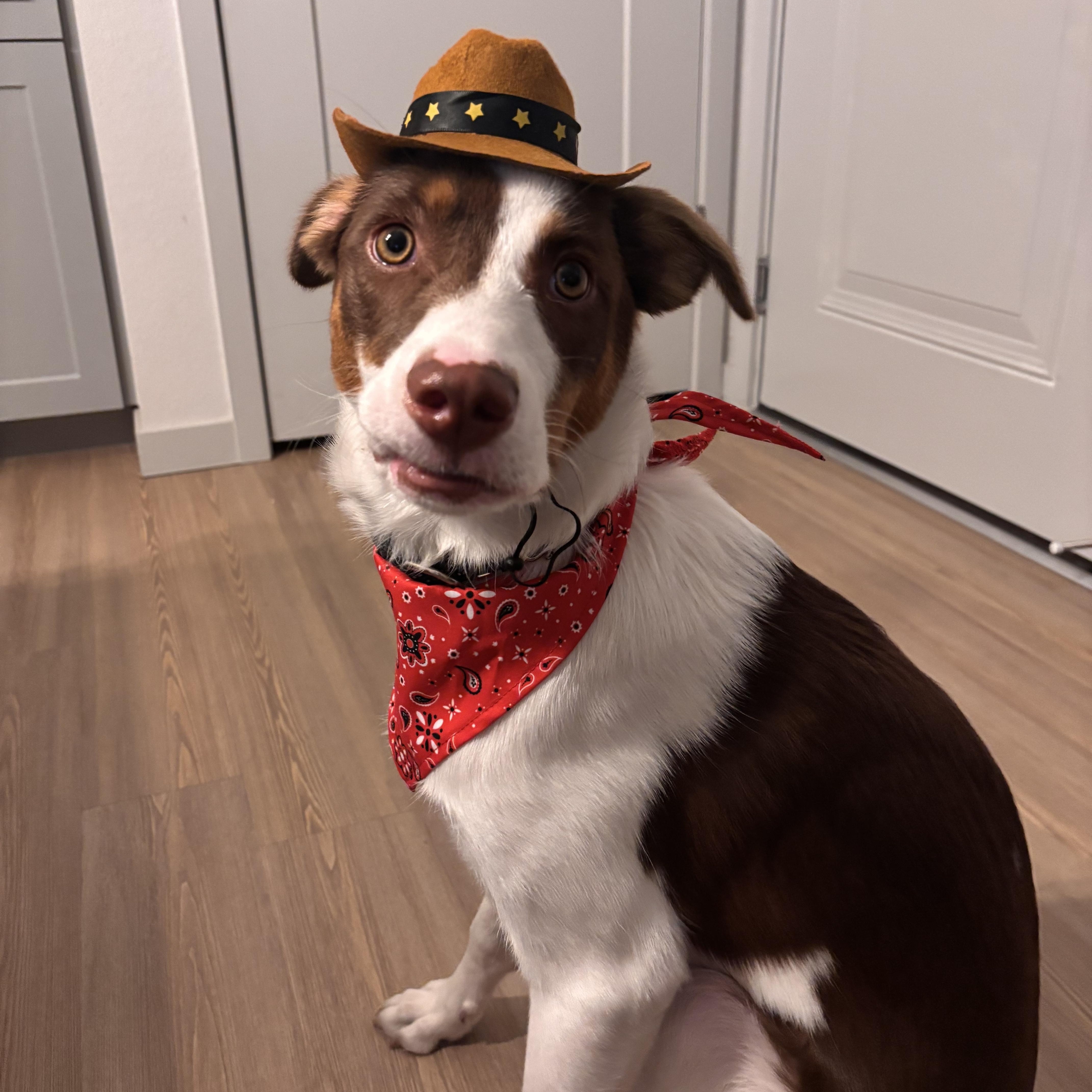 Tobi - COURTESY LISTING, a ADOPTABLE mixed breed in Denver, CO image 1/5