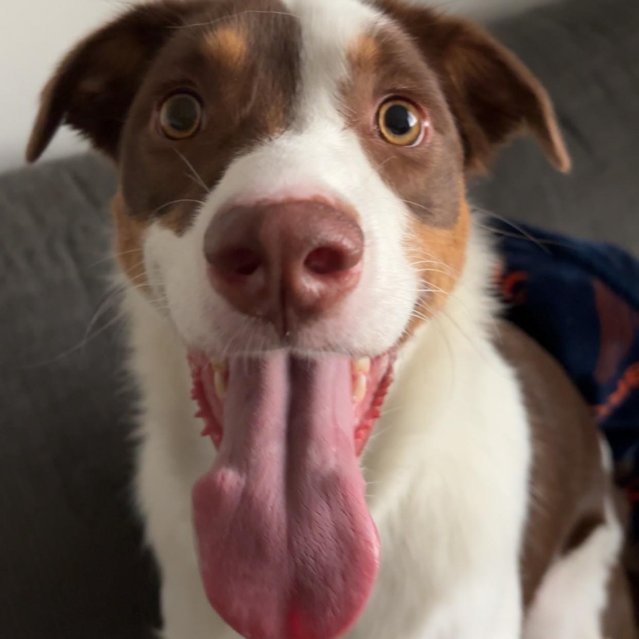Tobi - COURTESY LISTING, a ADOPTABLE mixed breed in Denver, CO image 5/5
