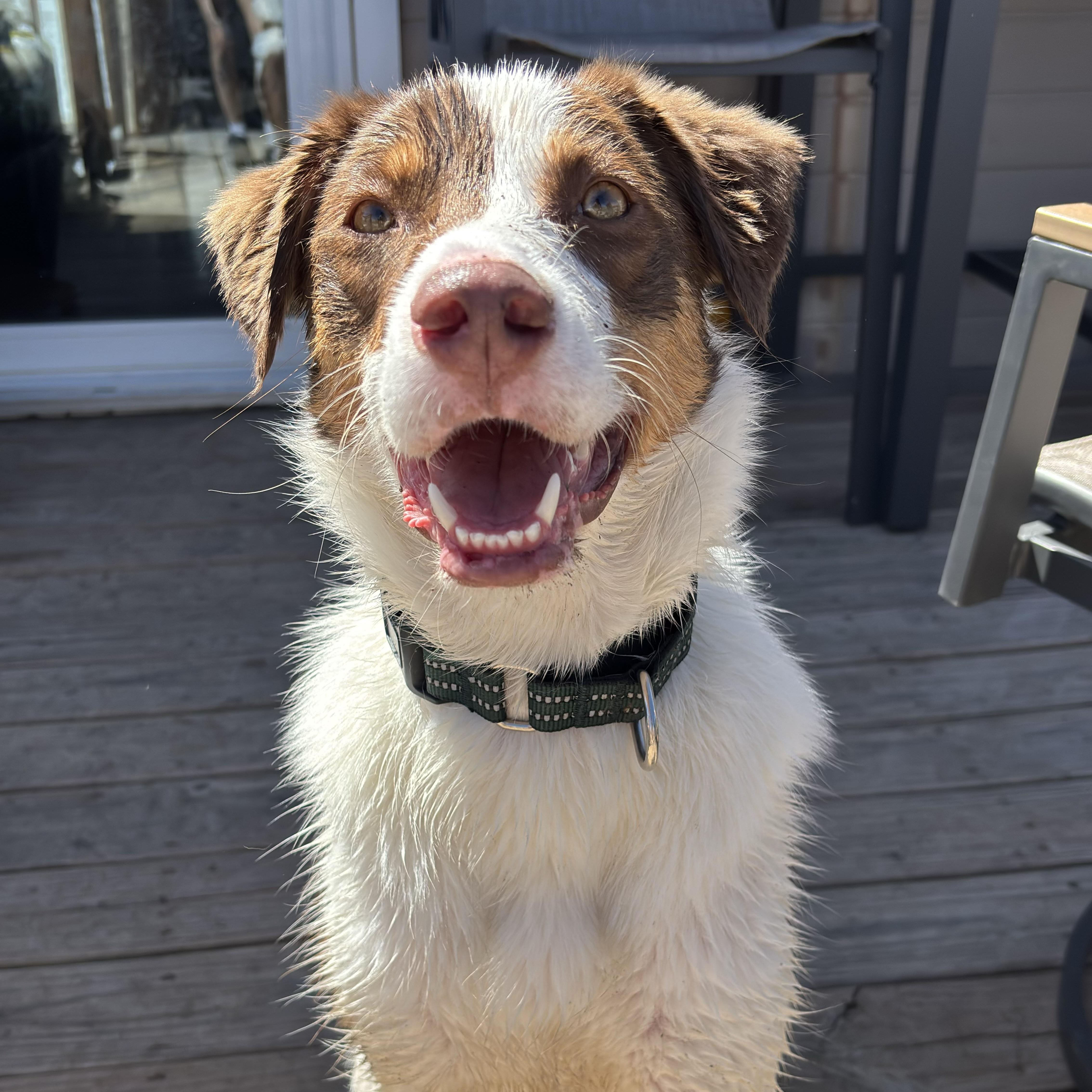 Tobi - COURTESY LISTING, a ADOPTABLE mixed breed in Denver, CO image 3/5