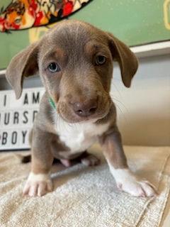 Enlarge Thursday - Miranda Pup, a Adoptable mixed breed in Los Angeles, CA image 2/2