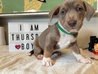 Thursday - Miranda Pup, Adoptable, Puppy Male Terrier.
