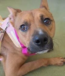 Gemma, ADOPTABLE, Young Female German Shepherd Dog.