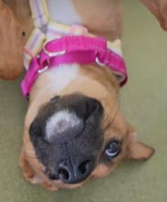 Enlarge Gemma, a ADOPTABLE mixed breed in Santa Clara, CA image 2/4