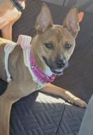 Enlarge Gemma, a ADOPTABLE mixed breed in Santa Clara, CA image 3/4