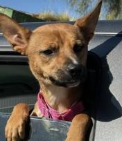 Enlarge Gemma, a ADOPTABLE mixed breed in Santa Clara, CA image 4/4