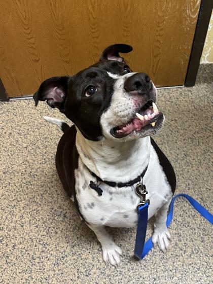 Snoopy, Adoptable, Adult Male Mixed Breed & Mixed Breed.