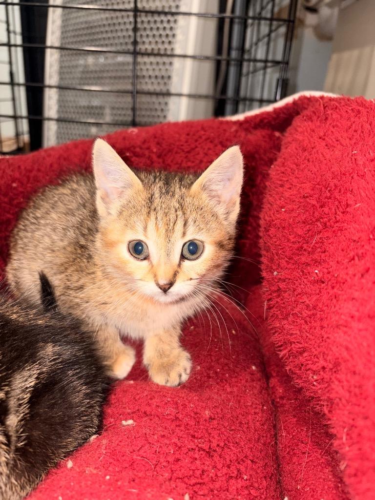 J2 Callie, Adoptable, Kitten Female Domestic Short Hair.