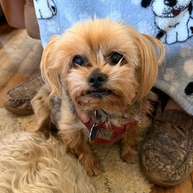 Enlarge Beamer C-34413, a Adoptable Yorkshire Terrier in Oklahoma City, OK image 1/2