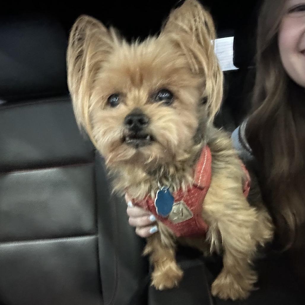 Enlarge Beamer C-34413, a Adoptable Yorkshire Terrier in Oklahoma City, OK image 2/2