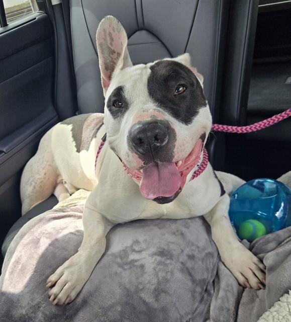 PHANTOM OPERA, Adoptable, Adult Male Pit Bull Terrier & Bull Terrier.