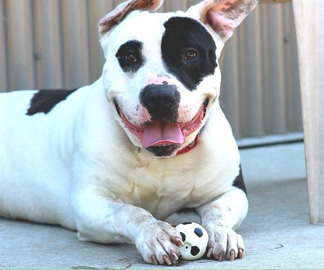 PHANTOM OPERA, Adoptable, Adult Male Pit Bull Terrier & Bull Terrier.