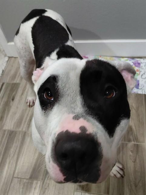 PHANTOM OPERA, Adoptable, Adult Male Pit Bull Terrier & Bull Terrier.